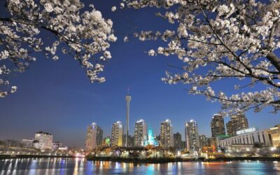 2021 Cherry Blossom Seoul Tour at Night